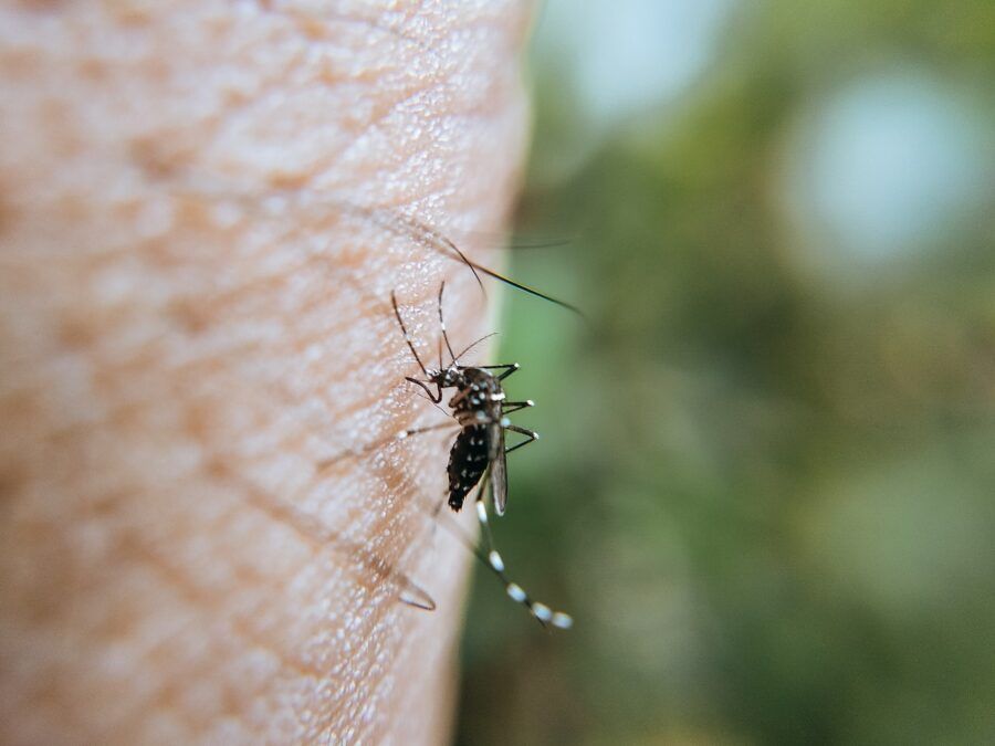 10 Ways to Avoid Mosquito Bites in Rarotonga & the Cook Islands