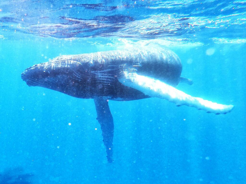 10 Most Romantic Things to Do on Aitutaki for Couples