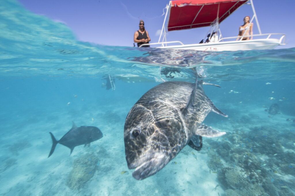 Fishing Aitutaki: 5 Best Fishing Charters on Aitutaki ????