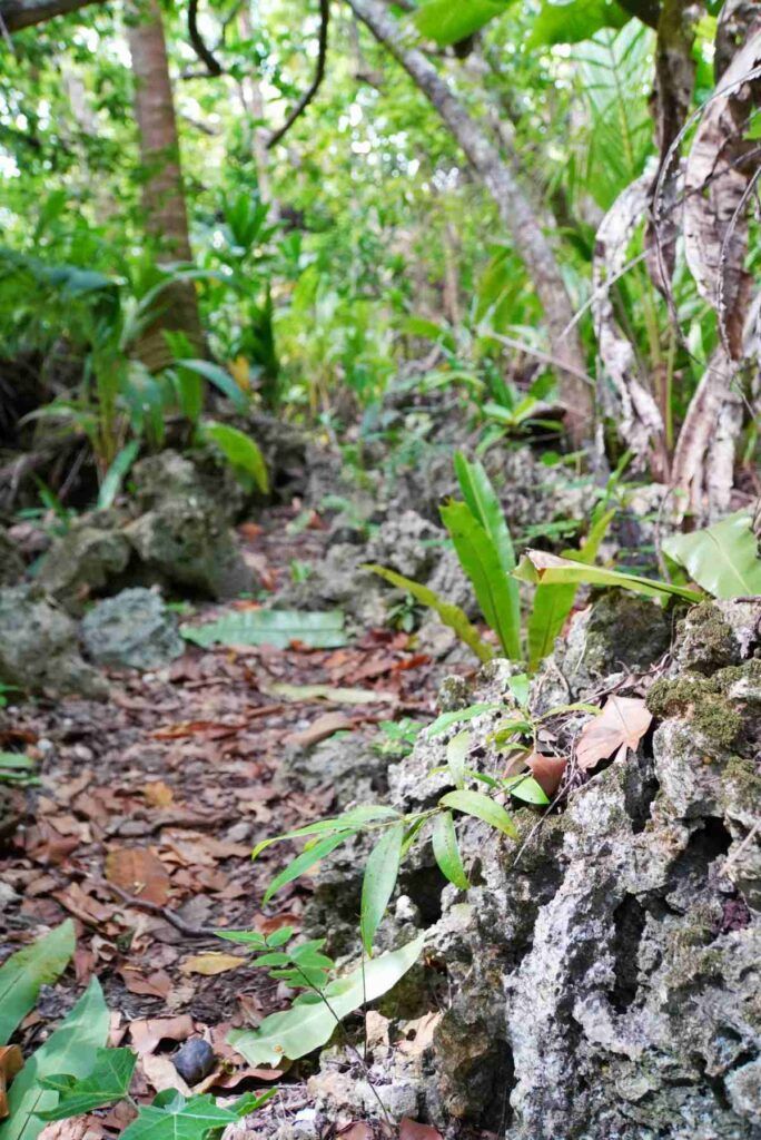 5 Best Caves on Atiu