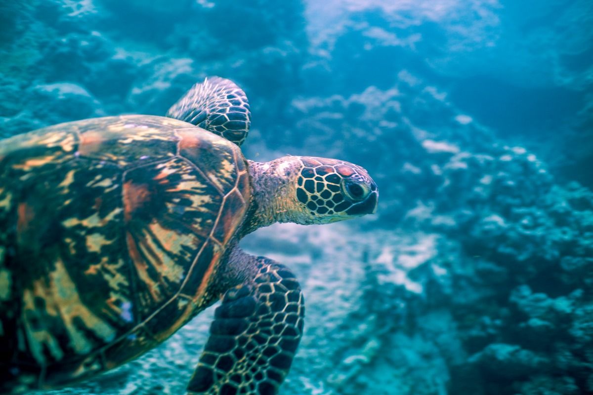 The Complete Travel Guide to Manuae