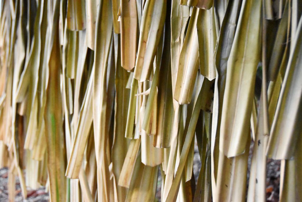 Where to Stay on Mitiaro: The 4 Best Mitiaro Accommodations [2025]