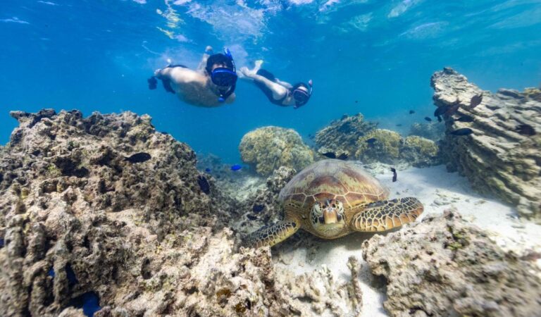 7 Best Turtle Swimming Tours in Rarotonga & the Cook Islands [2023]