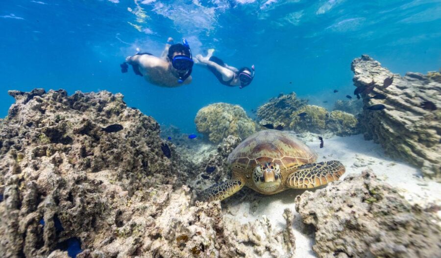 7 Best Turtle Swimming Tours in Rarotonga & the Cook Islands [2023]