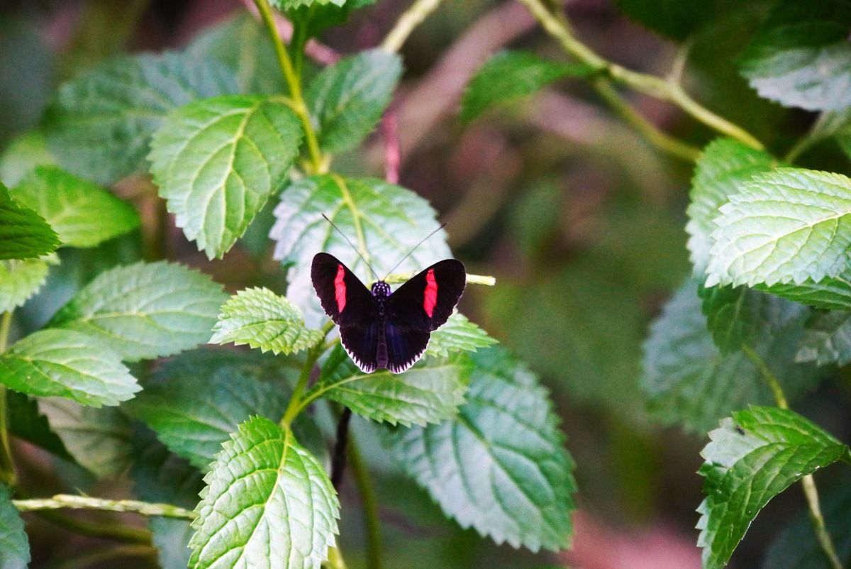 12 Best Nature & Wildlife Tours in Rarotonga & the Cook Islands