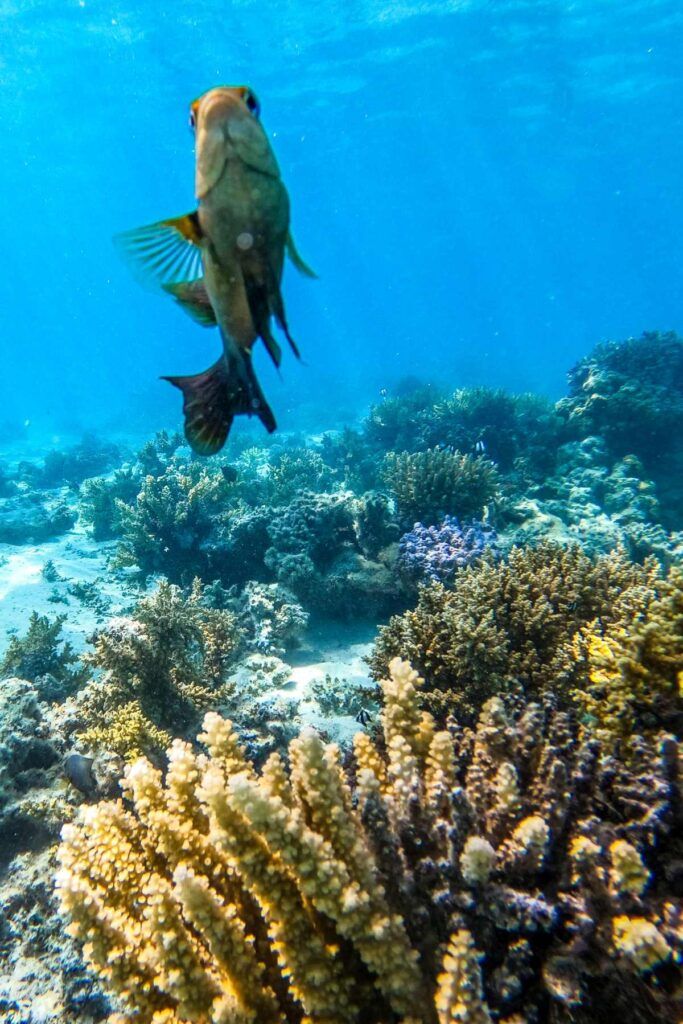 Wildlife in the Cook Islands: Animals in the Cook Islands & Where to See Them