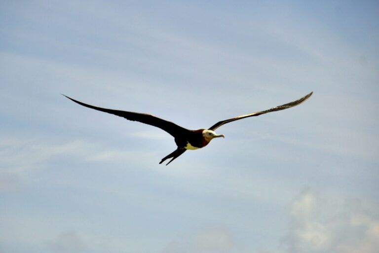 Wildlife in the Cook Islands: Animals in the Cook Islands & Where to See Them