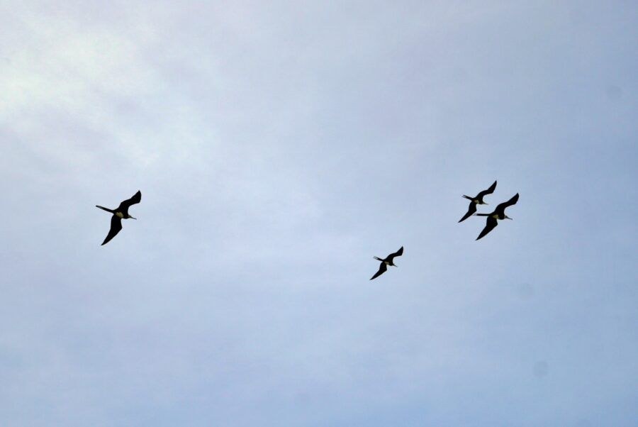 7 Best Places for Bird Watching in Rarotonga & the Cook Islands 🦜