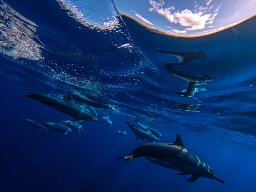 Dolphins in the Cook Islands: The Best Time to See Dolphins in Rarotonga