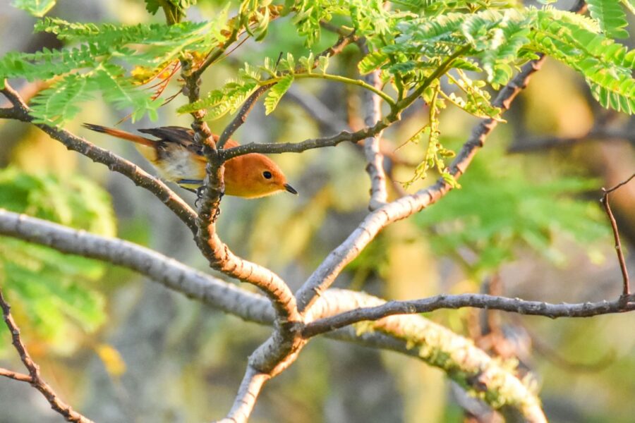 20 Animals & Birds in Rarotonga & the Cook Islands 🐦