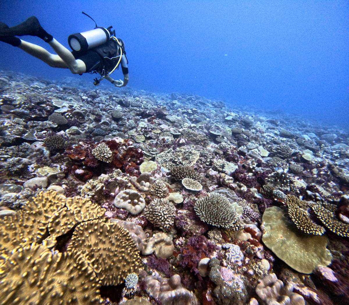 The Best Scuba Diving in Rarotonga: Top 25 Places to Scuba Dive