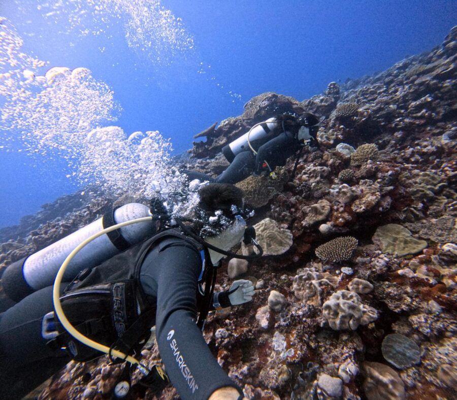The Best Time to Dive in Rarotonga & the Cook Islands