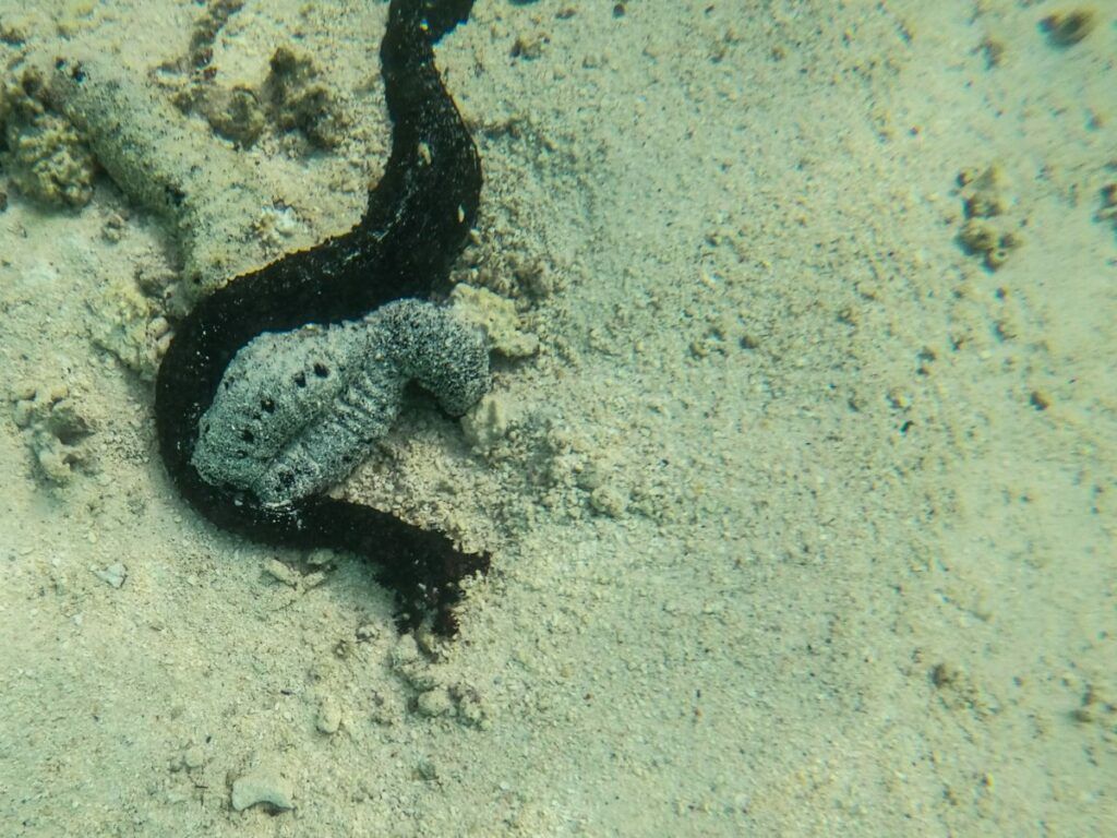 Traditional Rarotongan Food: 10 Foods to Try in the Cook Islands