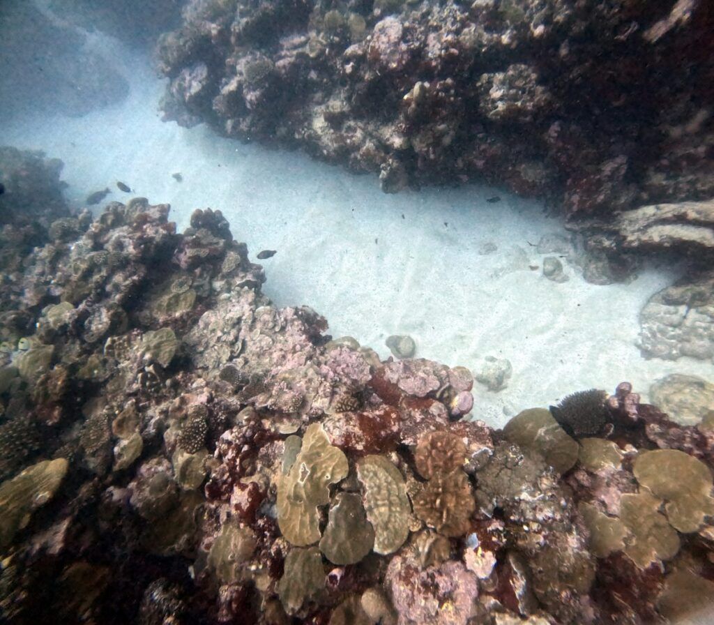 12 Best Nature & Wildlife Tours in Rarotonga & the Cook Islands [2025]