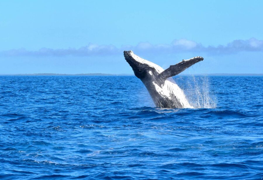 7 Best Whale Watching (& Swimming) Tours in the Cook Islands ????