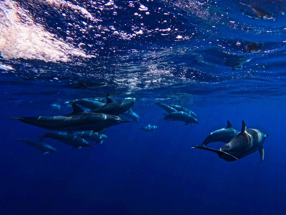 Dolphins in the Cook Islands: The Best Time to See Dolphins in Rarotonga