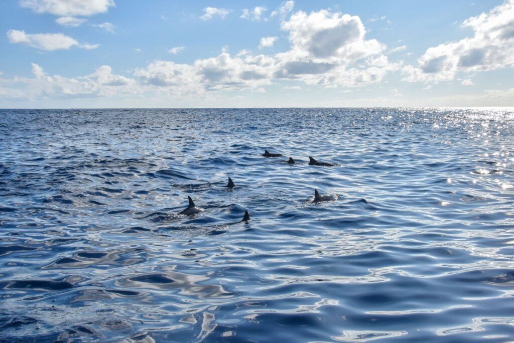 Dolphins in the Cook Islands: The Best Time to See Dolphins in Rarotonga