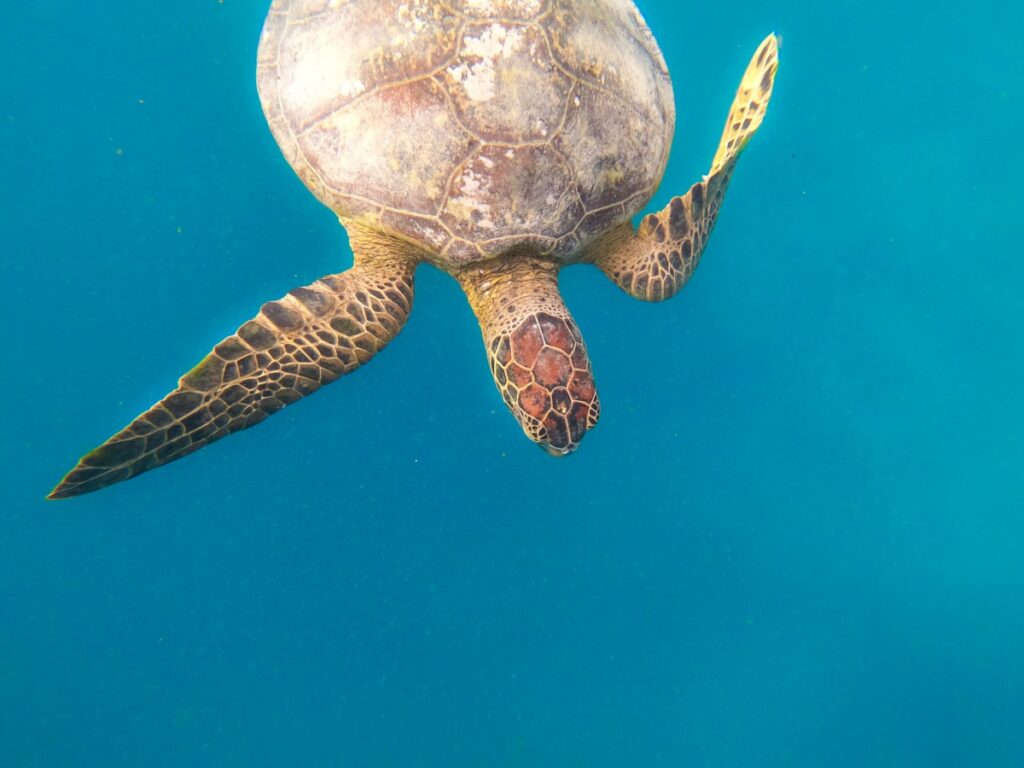 7 Best Turtle Swimming Tours in Rarotonga & the Cook Islands [2023]