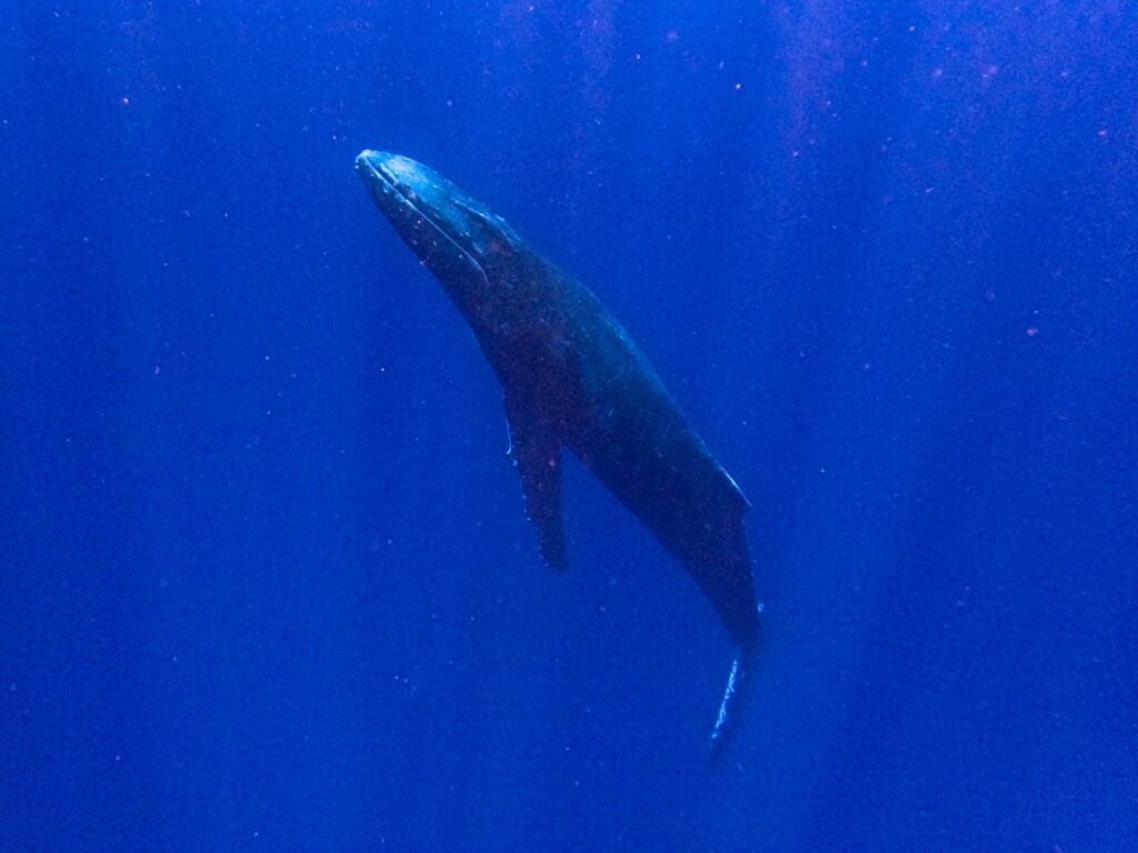 12 Best Nature & Wildlife Tours in Rarotonga & the Cook Islands [2025]