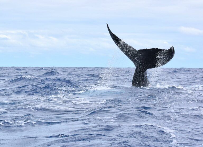 Cook Islands Whale Season: The Best Time to See Whales in the Cook Islands