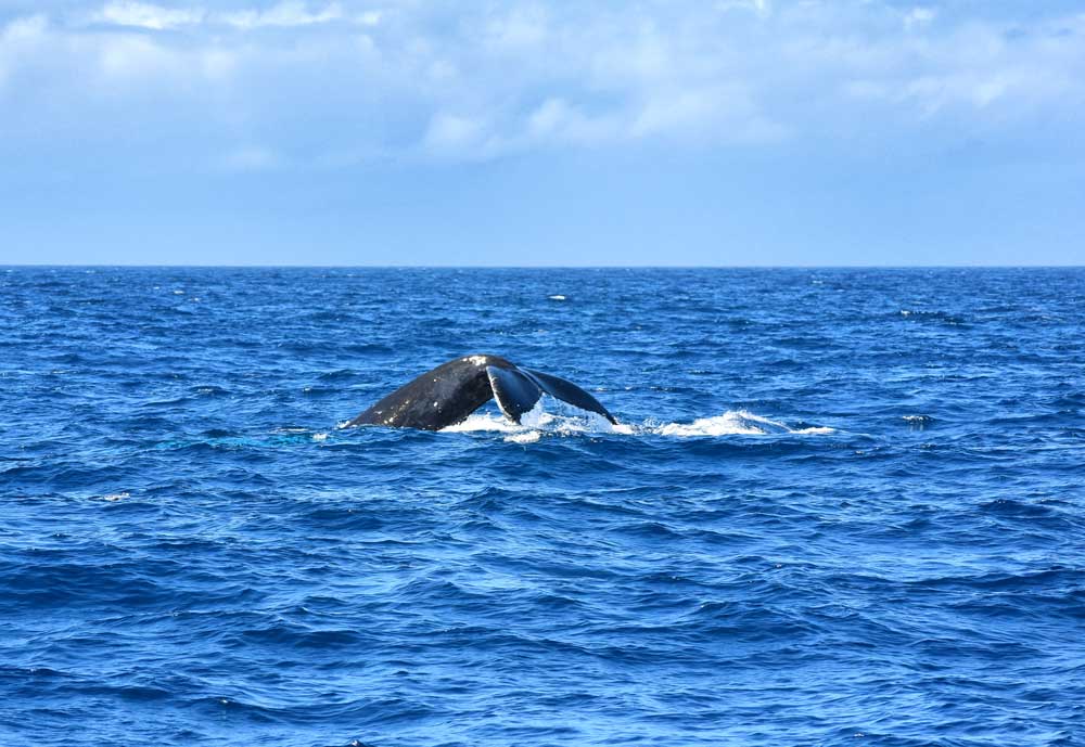 10 Best Places for Whale Watching in Rarotonga & the Cook Islands
