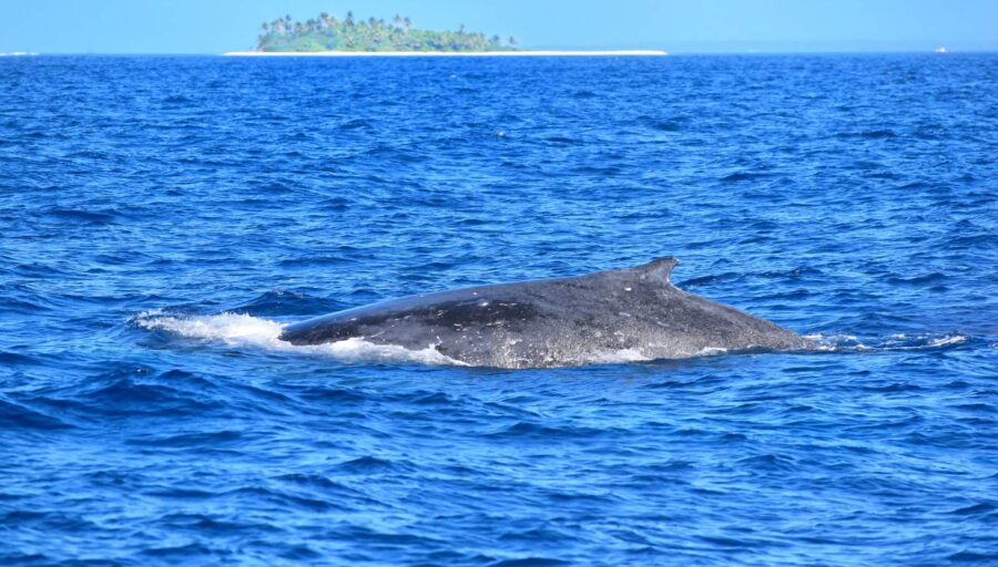 10 Best Places for Whale Watching in Rarotonga & the Cook Islands
