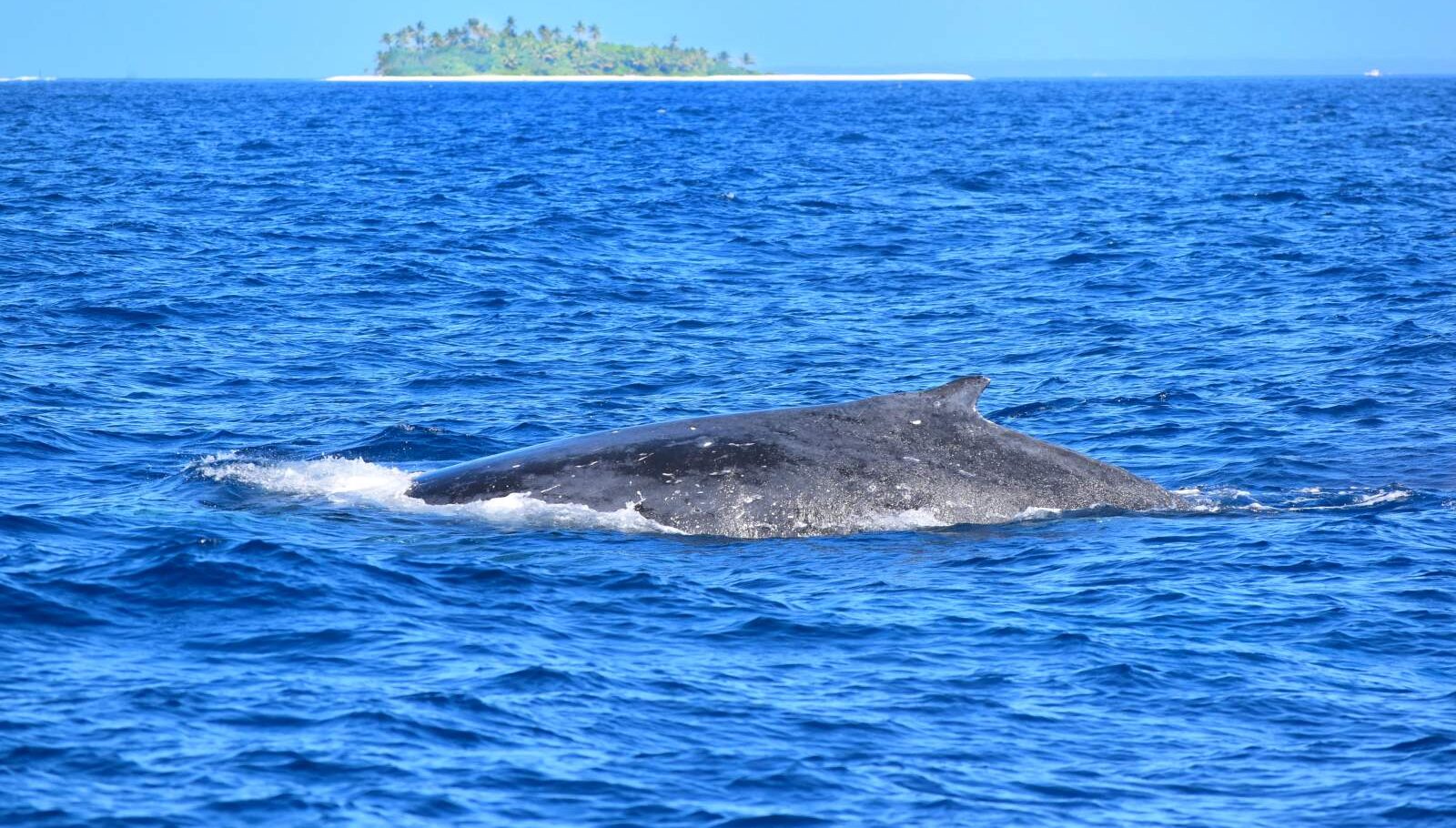 10 Best Places for Whale Watching in Rarotonga & the Cook Islands