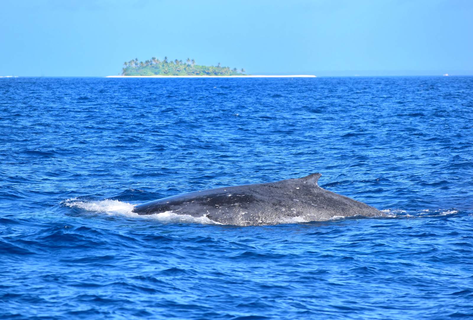 whale watching tours rarotonga