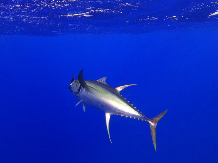 The Ultimate Guide to Fishing in Rarotonga & the Cook Islands ????