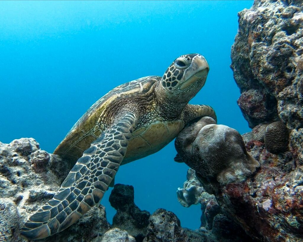 7 Best Turtle Swimming Tours in Rarotonga & the Cook Islands [2023]