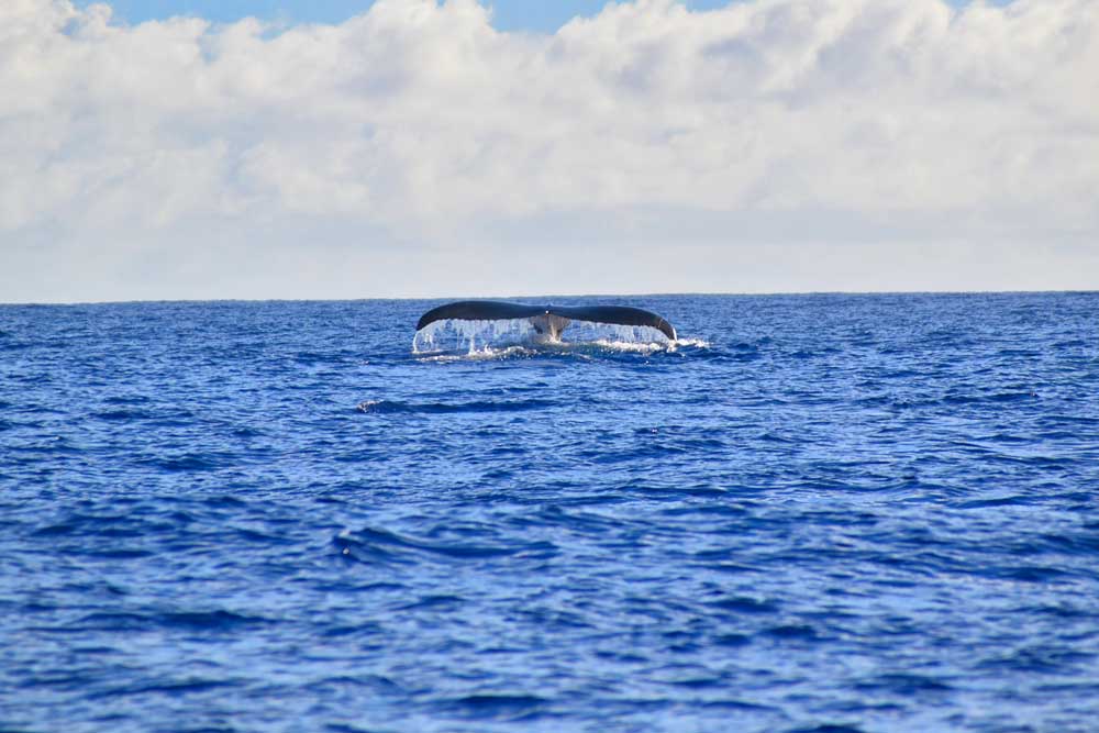 10 Best Places for Whale Watching in Rarotonga & the Cook Islands