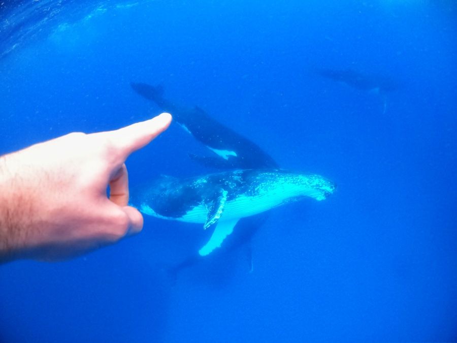 The Best Time to Visit Rarotonga & the Cook Islands: Best Months to Visit ????️