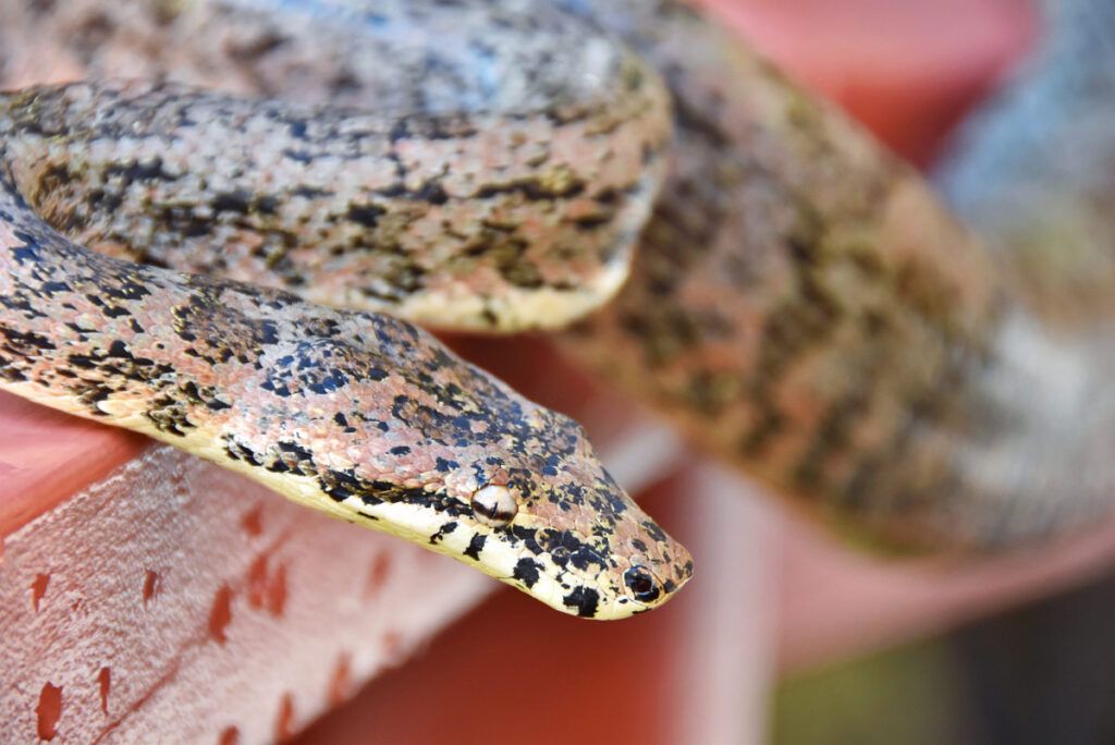 21 Fun Facts About Rarotonga & the Cook Islands 🍌