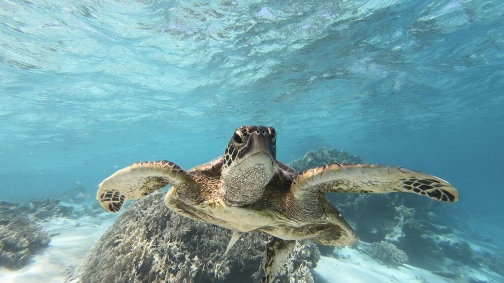 7 Best Turtle Swimming Tours in Rarotonga & the Cook Islands