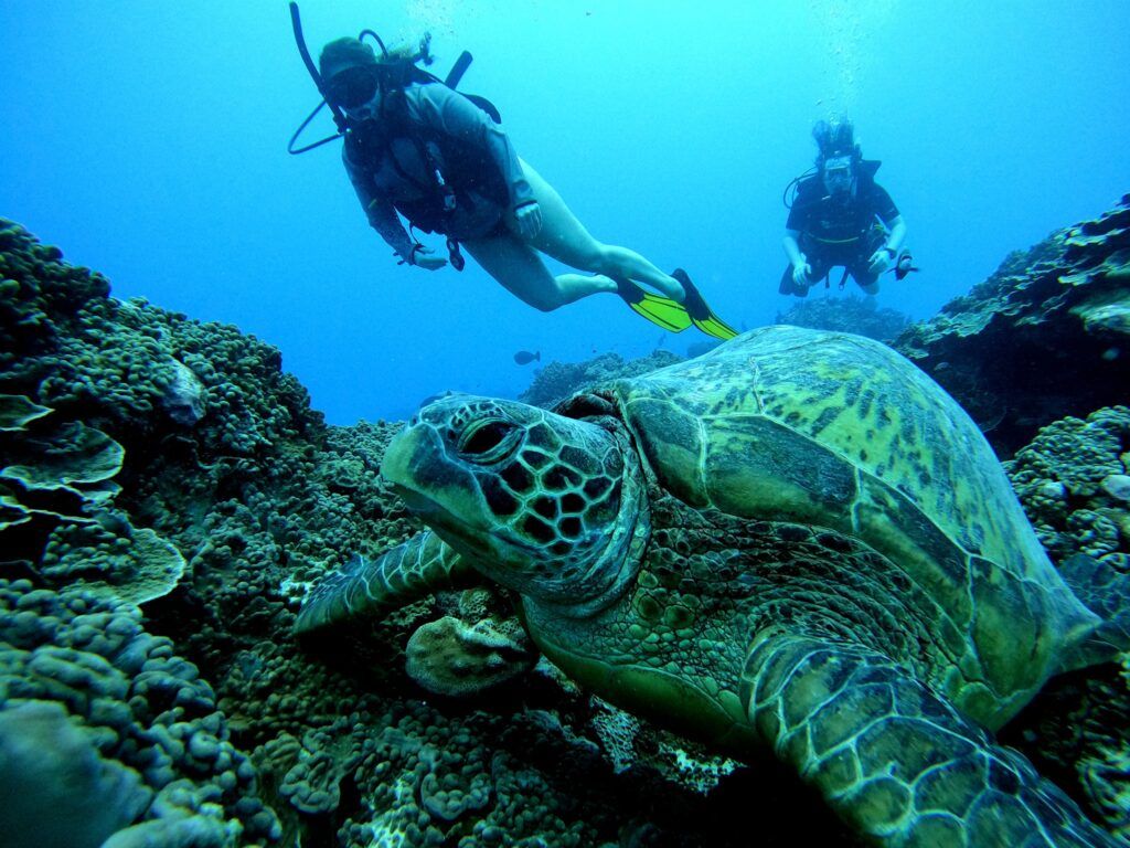 7 Best Turtle Swimming Tours in Rarotonga & the Cook Islands