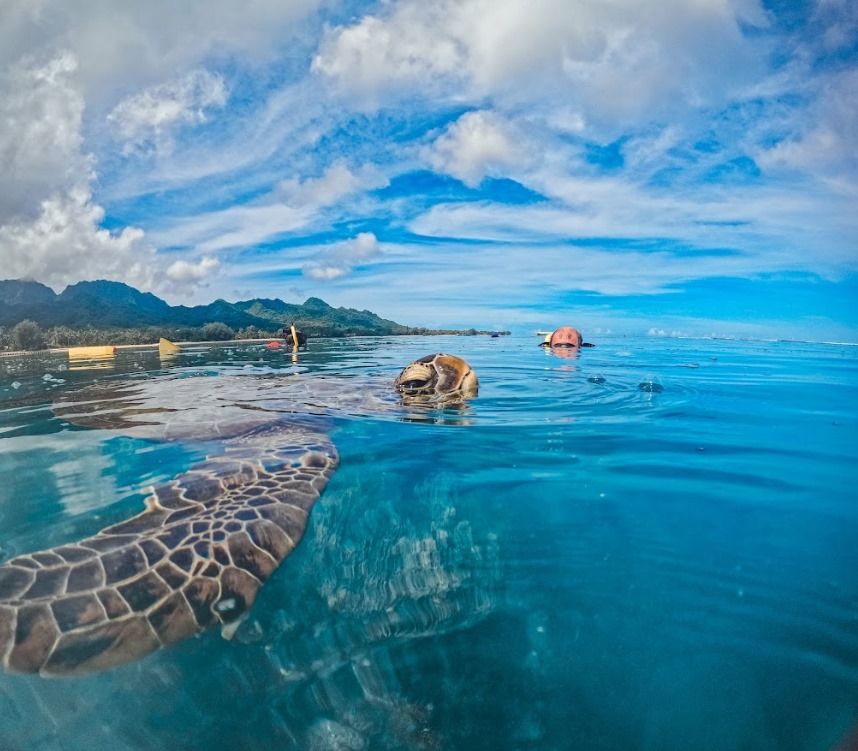 7 Best Turtle Swimming Tours in Rarotonga & the Cook Islands