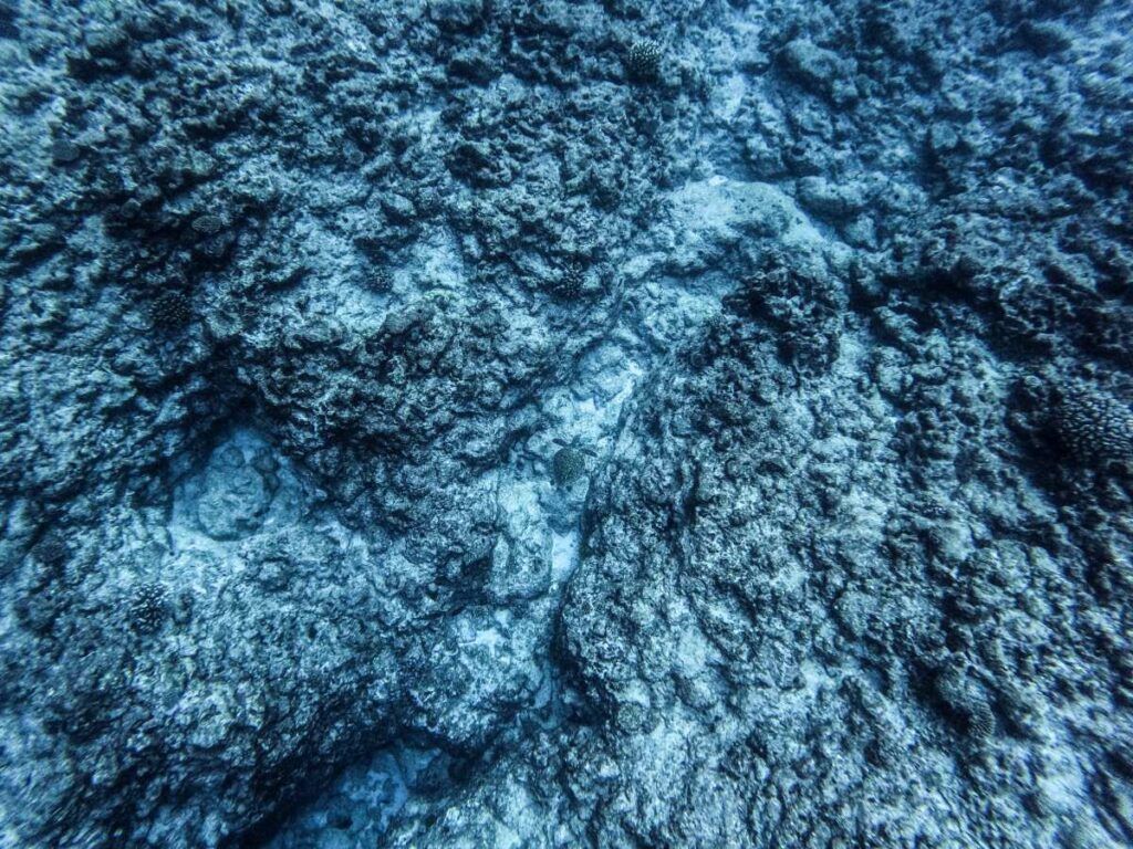 8 Best Turtle Swimming Tours in Rarotonga & the Cook Islands