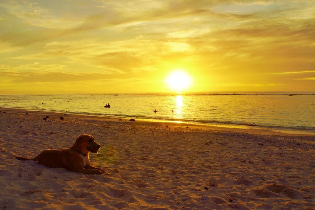 The Best Cook Islands Travel Guide: Plan a Trip the EASY Way 🏝️ [2025]